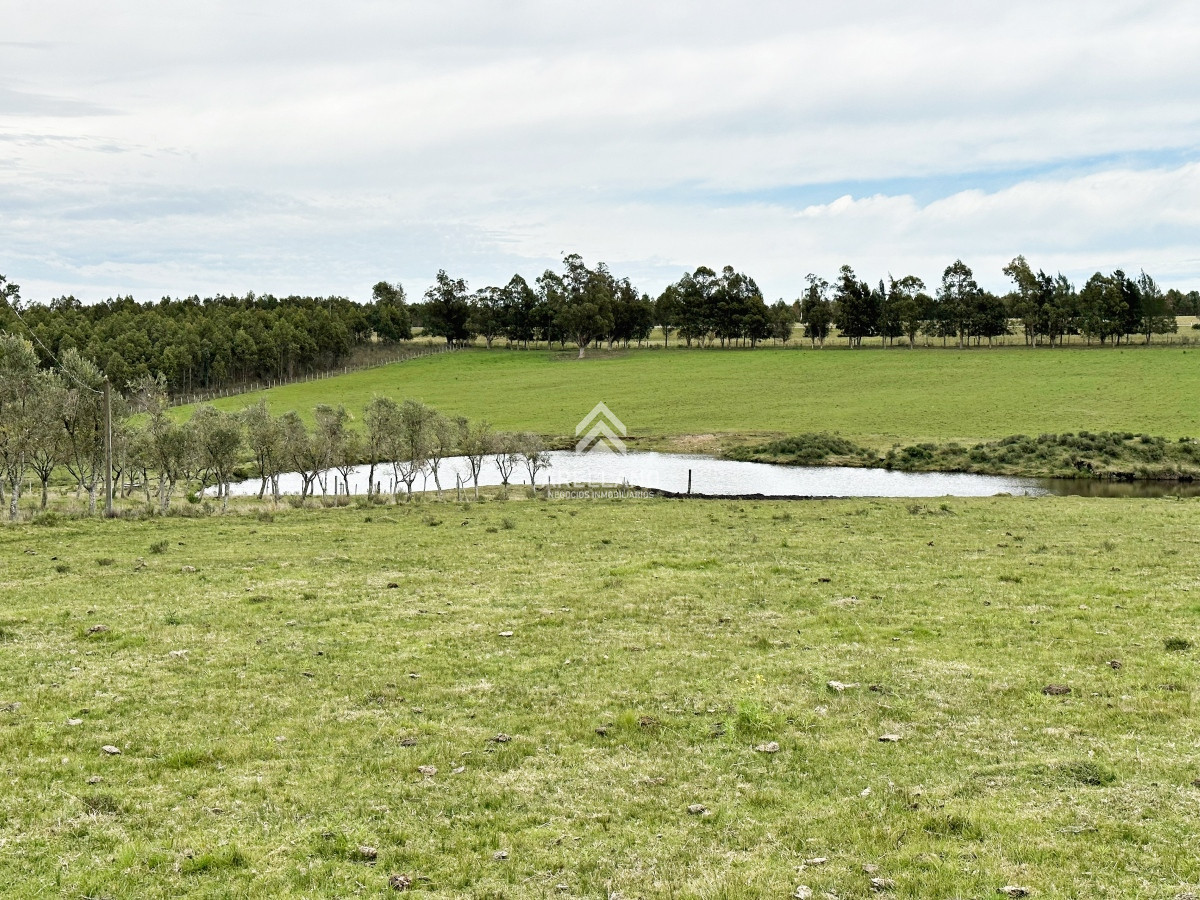 Campo Ref.4993 - Olivar sobre la Ruta 8 de Minas