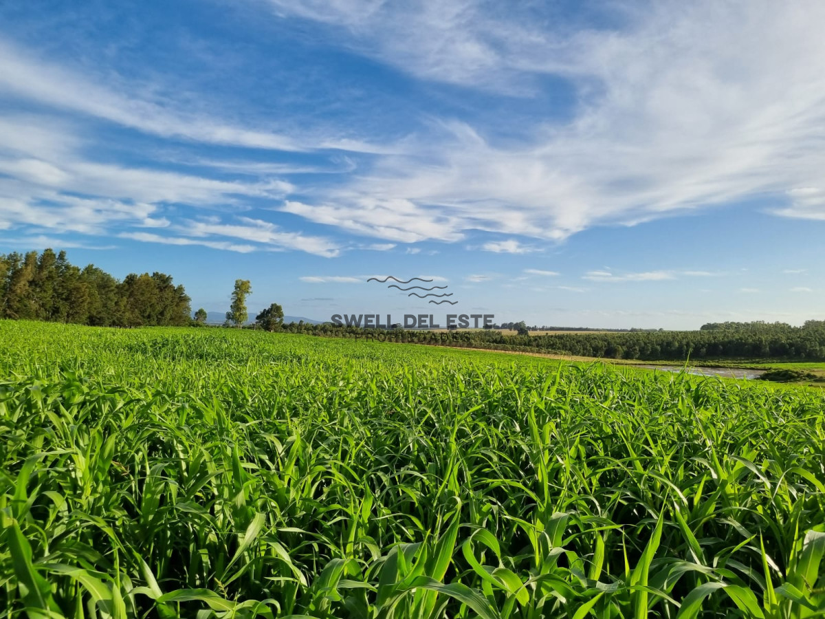 Campo Ref.43 - Olivar sobre la Ruta 8 de Minas