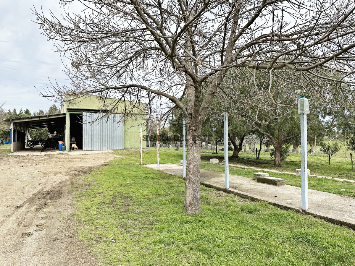 Campo Ref.43 - Olivar sobre la Ruta 8 de Minas