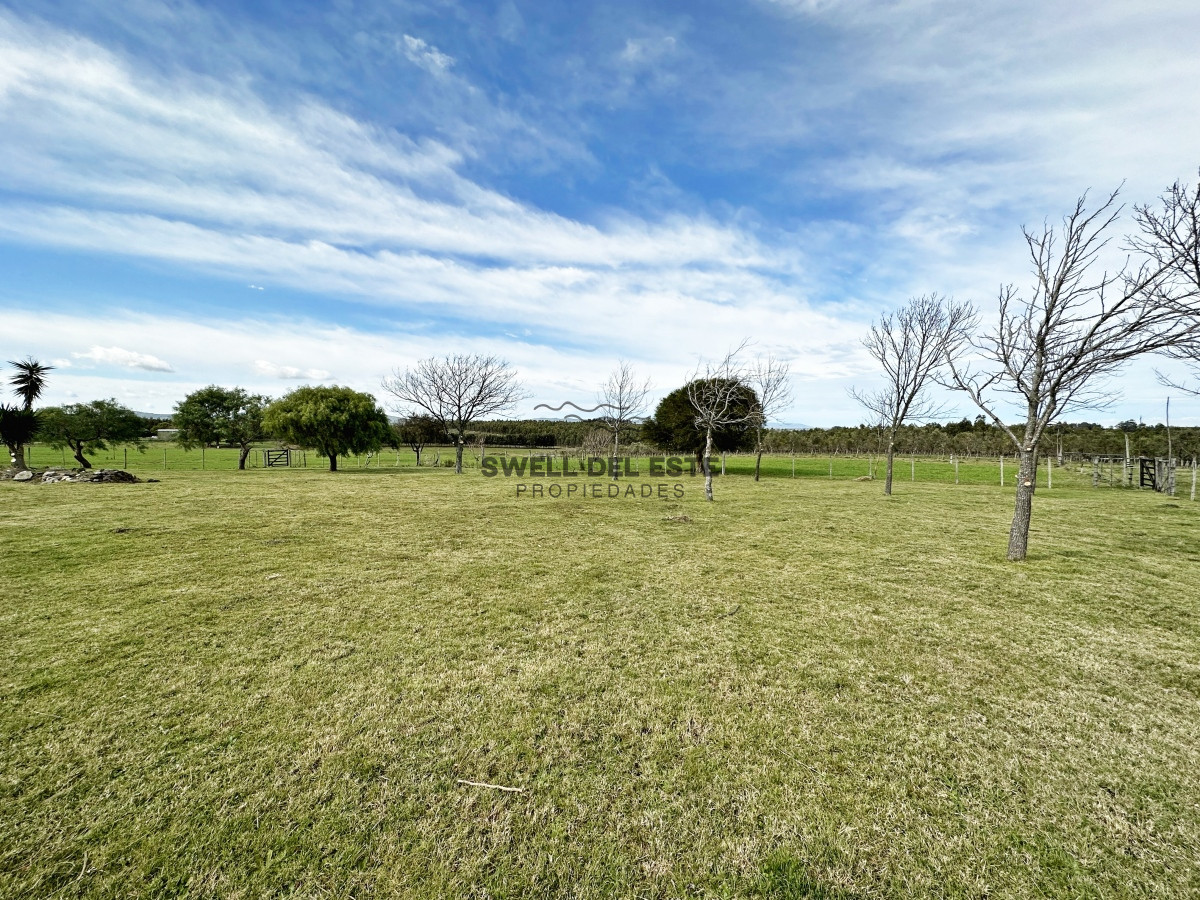 Campo Ref.43 - Olivar sobre la Ruta 8 de Minas