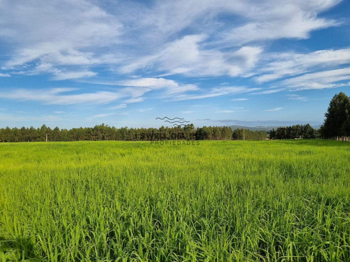 Campo Ref.43 - Olivar sobre la Ruta 8 de Minas