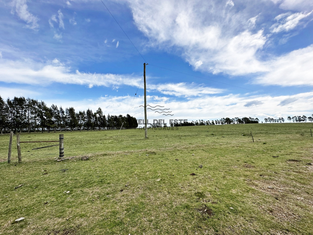 Campo Ref.43 - Olivar sobre la Ruta 8 de Minas