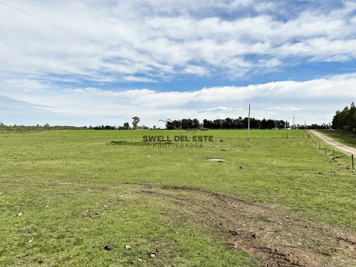 Campo Ref.43 - Olivar sobre la Ruta 8 de Minas