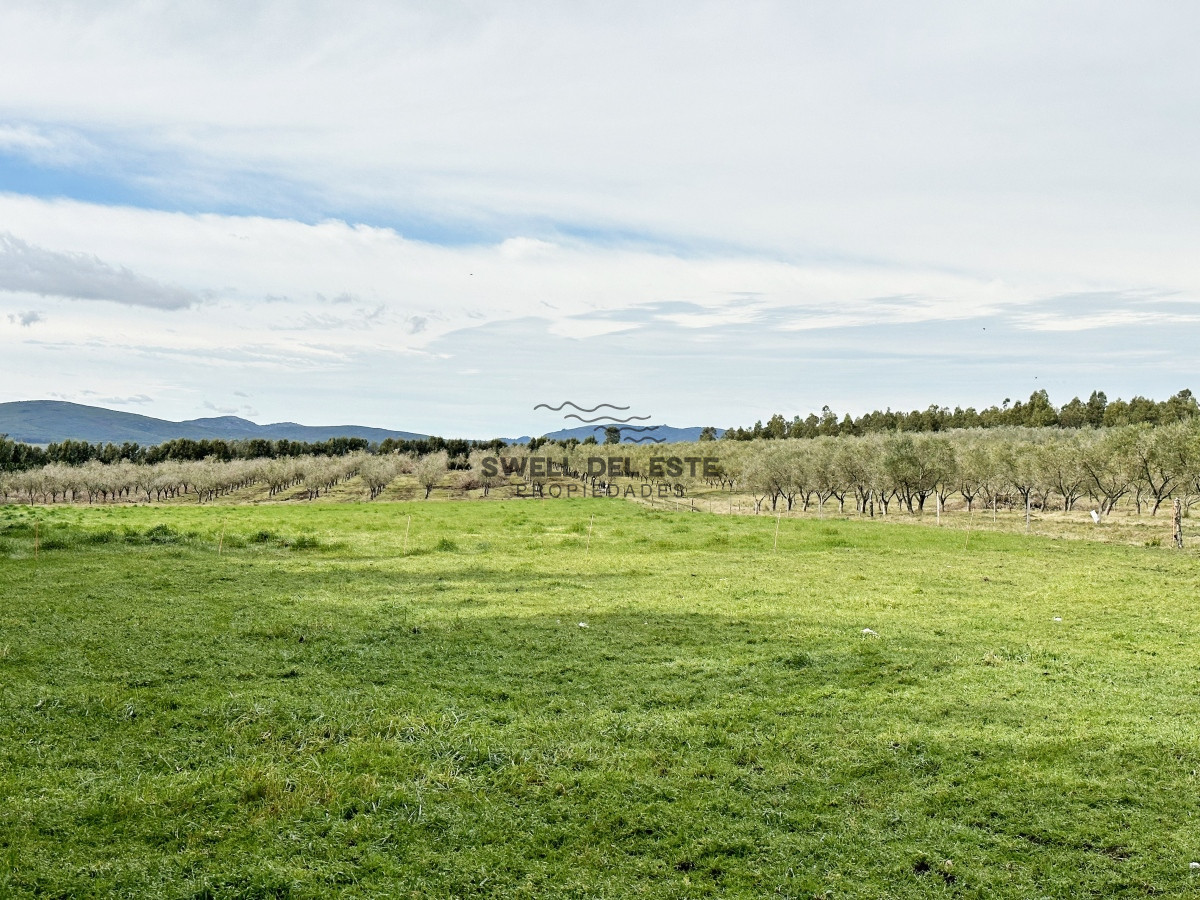 Campo Ref.43 - Olivar sobre la Ruta 8 de Minas