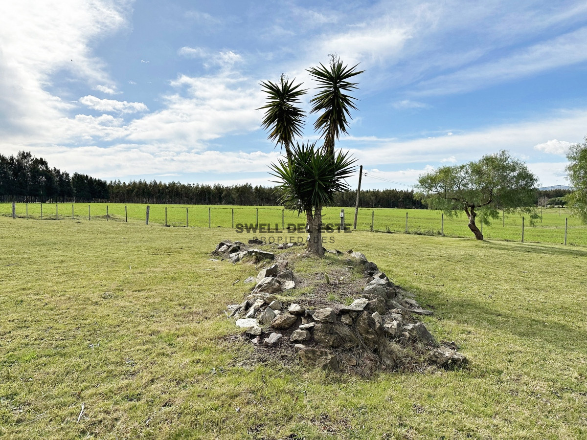 Campo Ref.43 - Olivar sobre la Ruta 8 de Minas