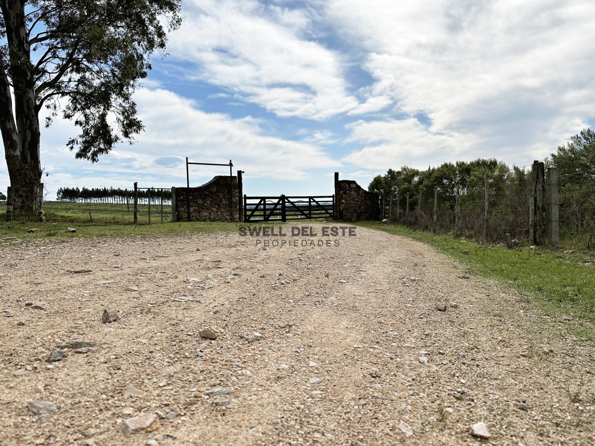 Campo Ref.43 - Olivar sobre la Ruta 8 de Minas