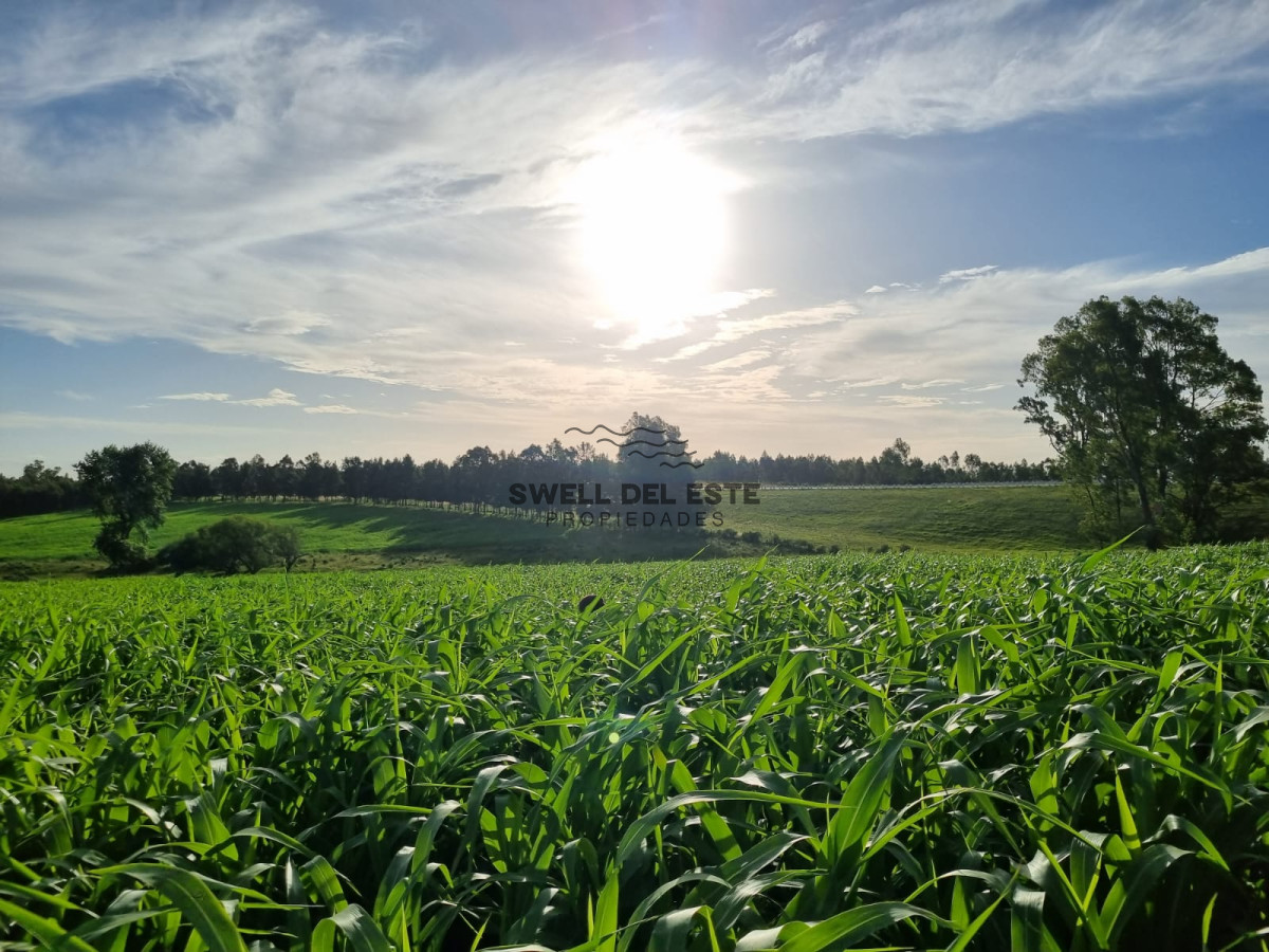 Campo Ref.43 - Olivar sobre la Ruta 8 de Minas