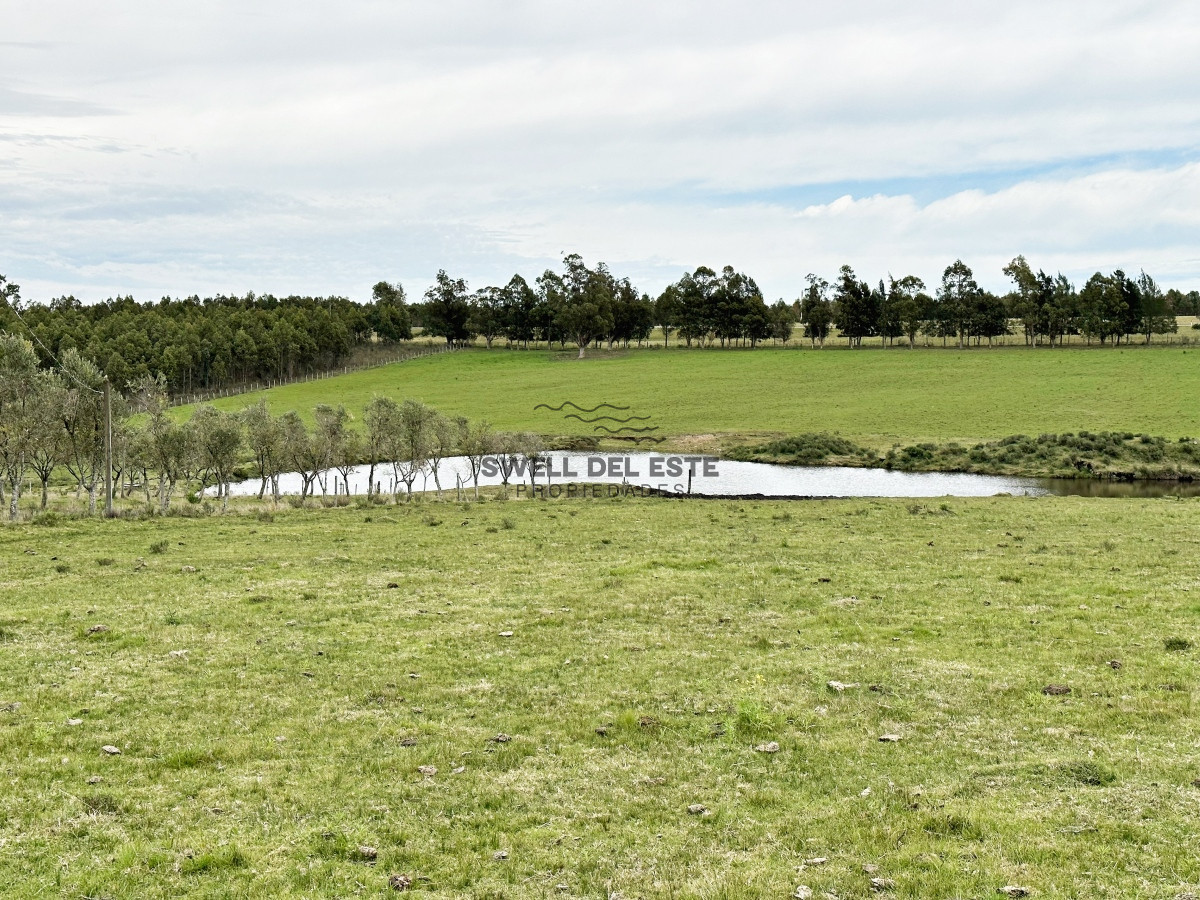 Campo Ref.43 - Olivar sobre la Ruta 8 de Minas