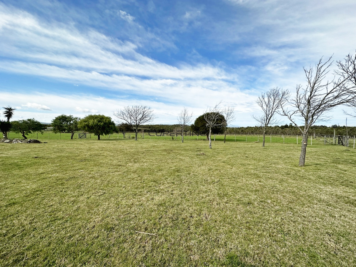 Olivar sobre la Ruta 8 de Minas — foto 18