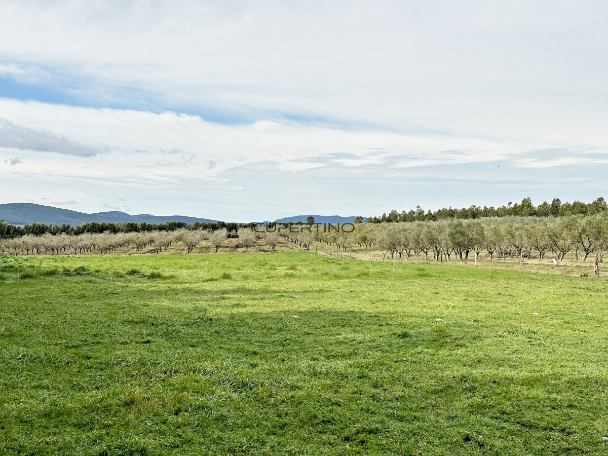Olivar sobre la Ruta 8 de Minas — foto 14
