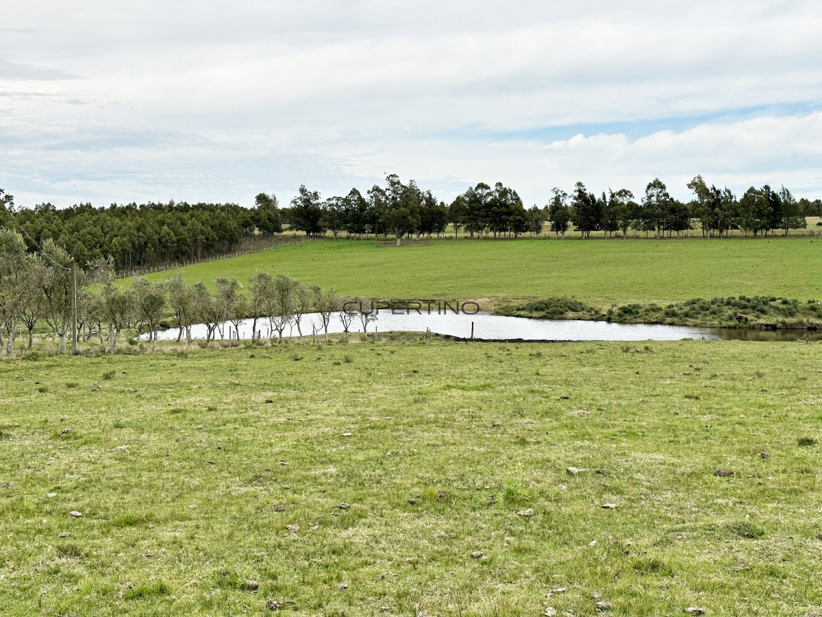 Olivar sobre la Ruta 8 de Minas — foto 15