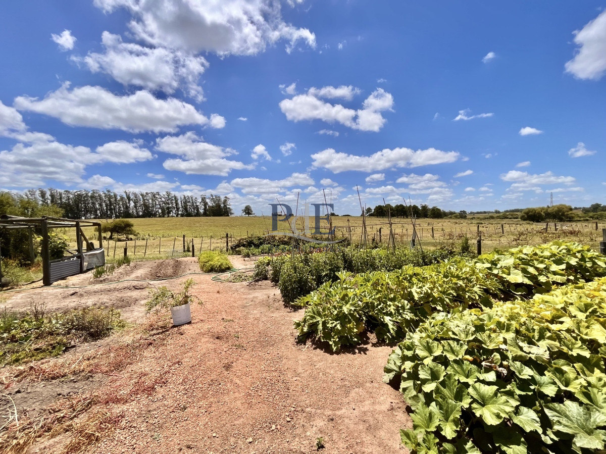 Chacra en Venta. Camino Benito Nardone | 18 Hectáreas - Imagen 82