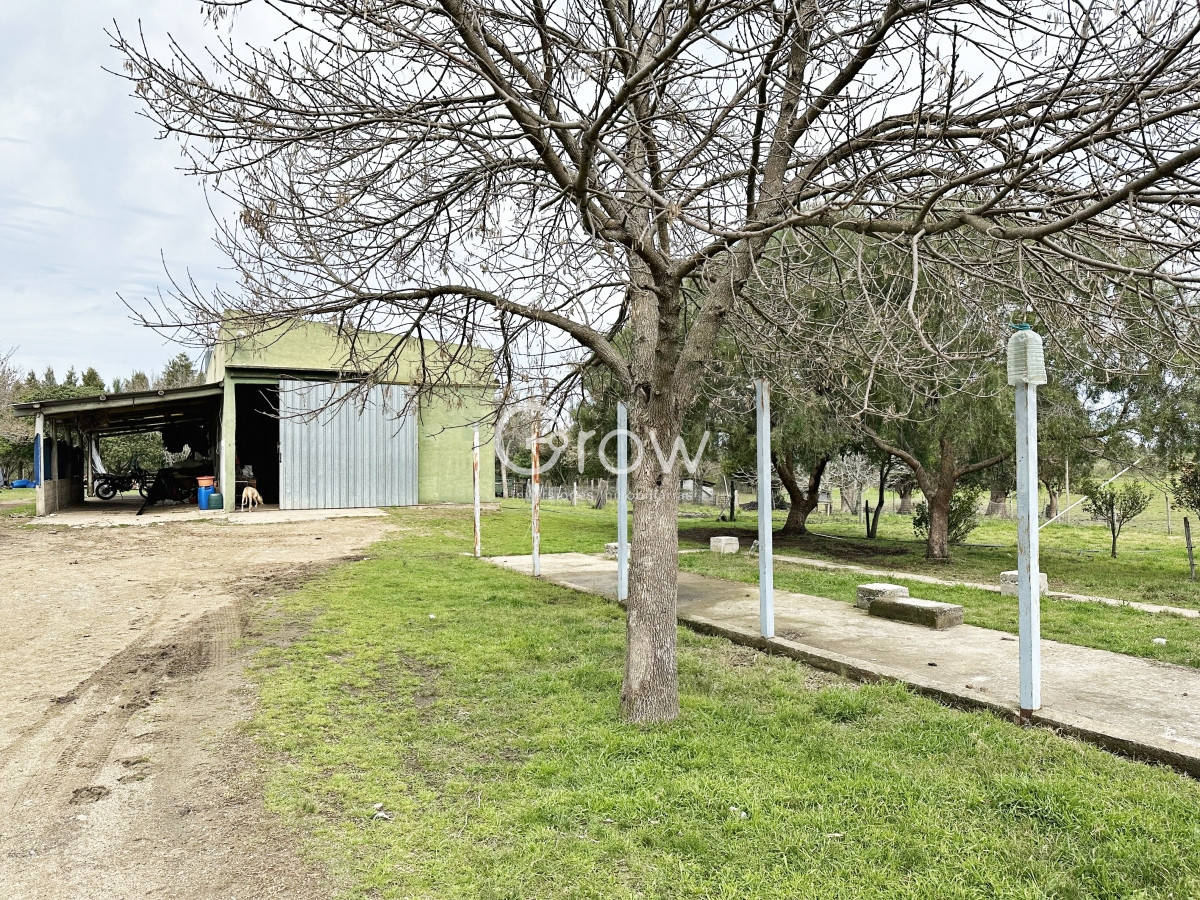 Campo Ref.567 - Olivar sobre la Ruta 8 de Minas