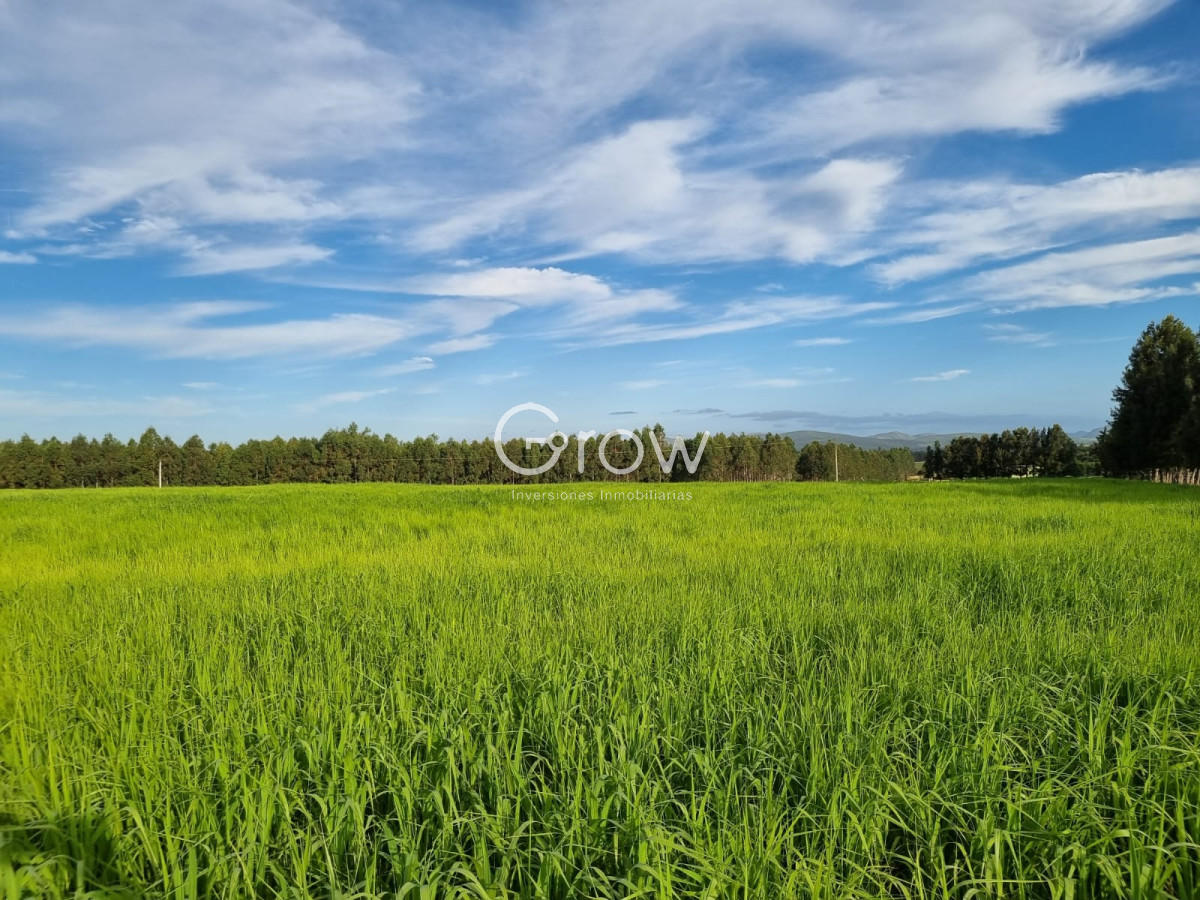 Campo Ref.567 - Olivar sobre la Ruta 8 de Minas