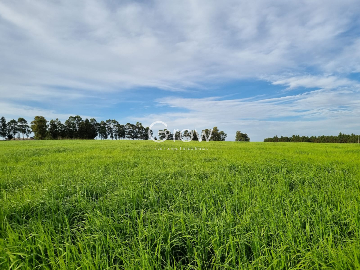 Campo Ref.567 - Olivar sobre la Ruta 8 de Minas