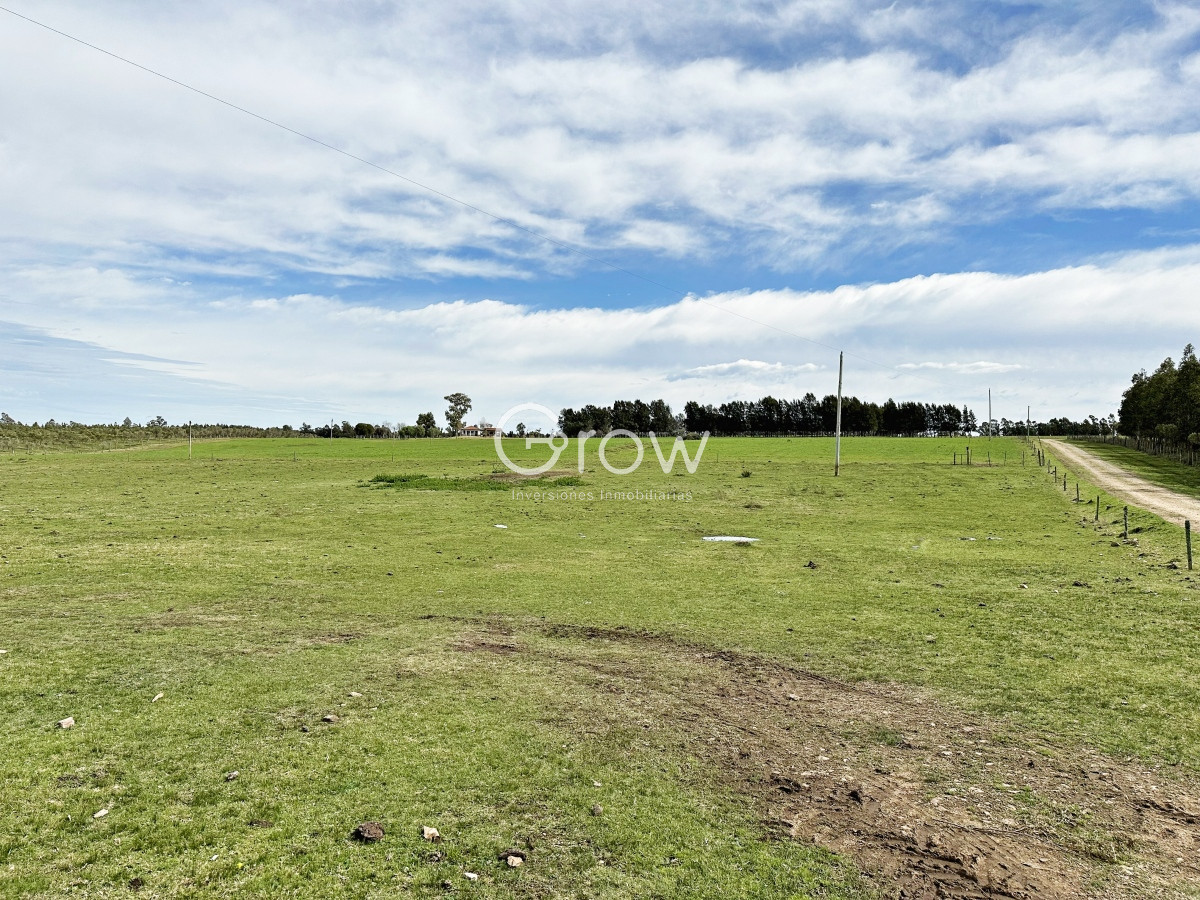 Campo Ref.567 - Olivar sobre la Ruta 8 de Minas