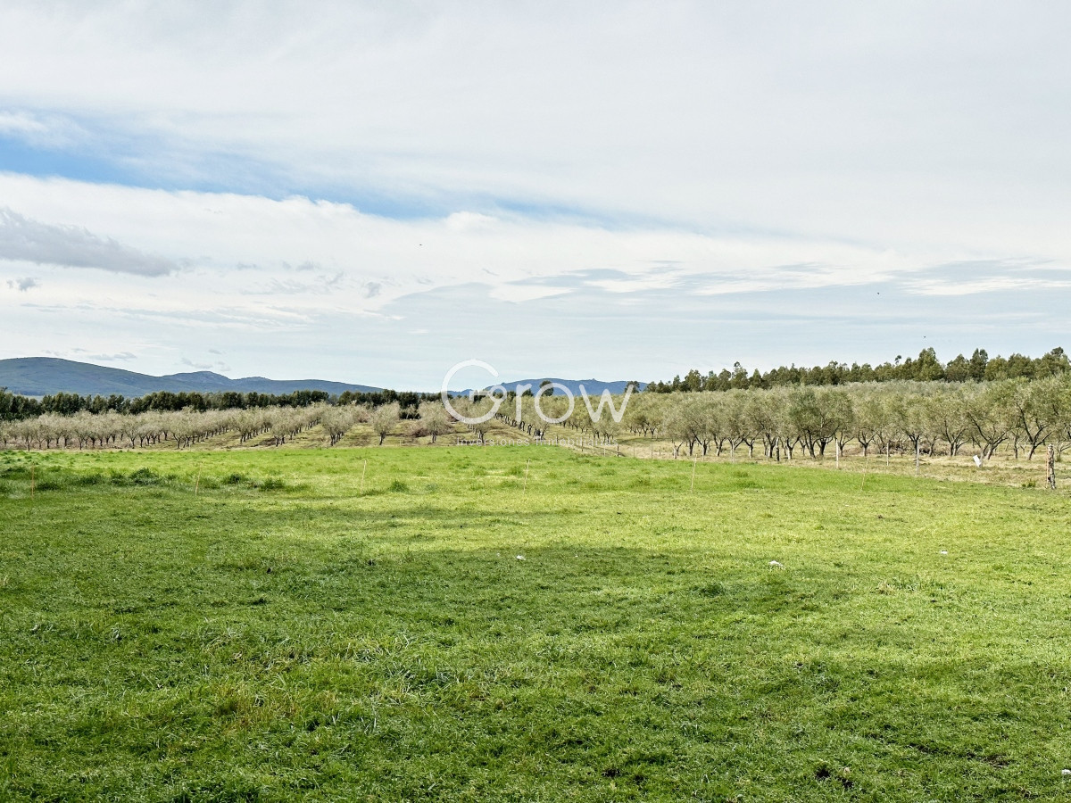 Campo Ref.567 - Olivar sobre la Ruta 8 de Minas