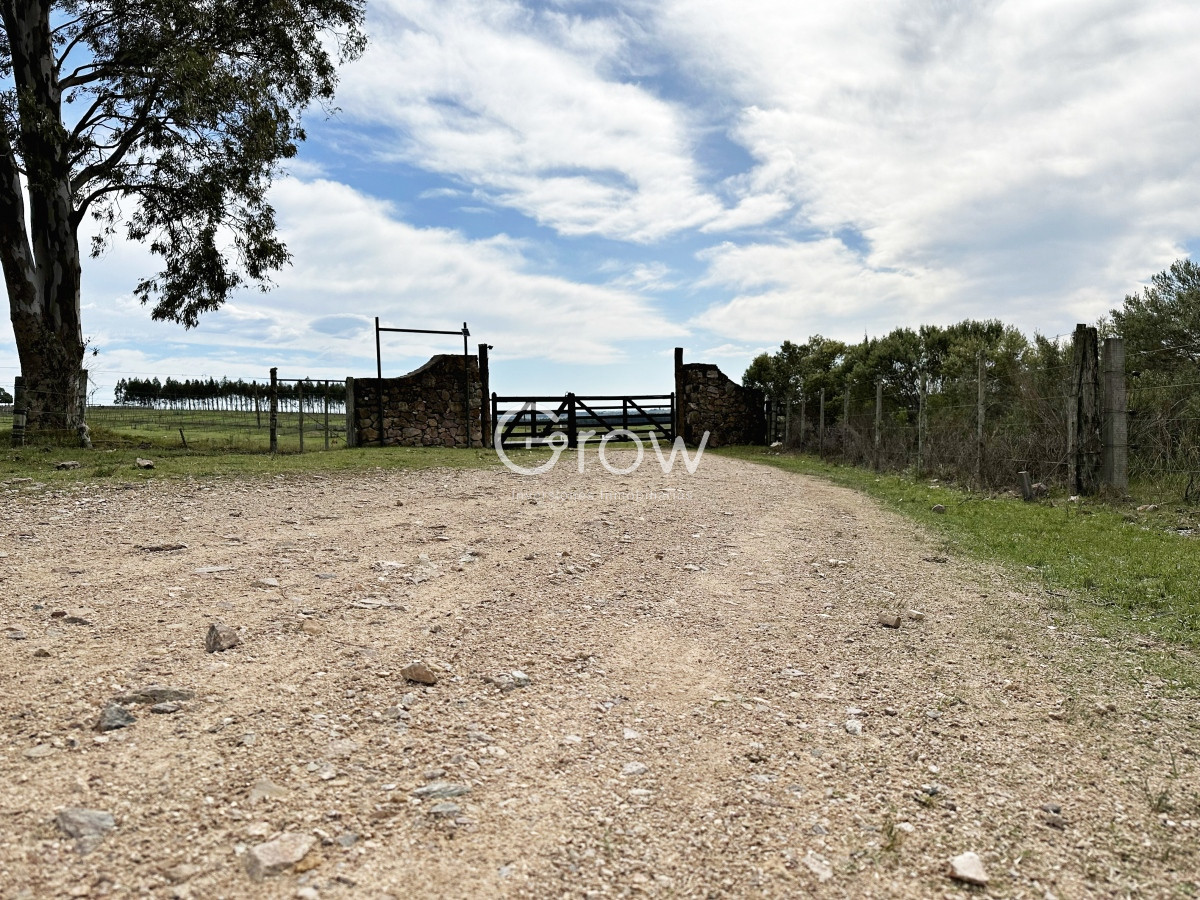 Campo Ref.567 - Olivar sobre la Ruta 8 de Minas