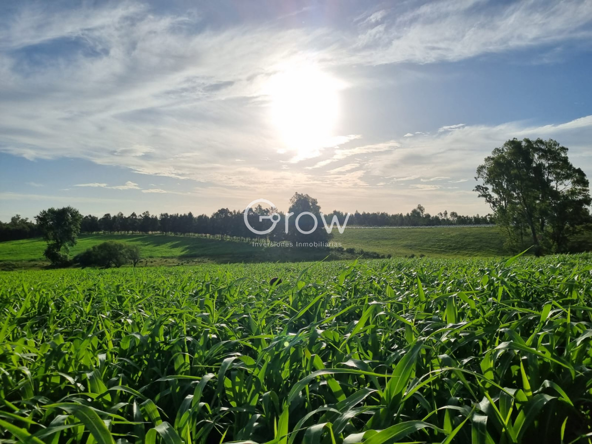 Campo Ref.567 - Olivar sobre la Ruta 8 de Minas