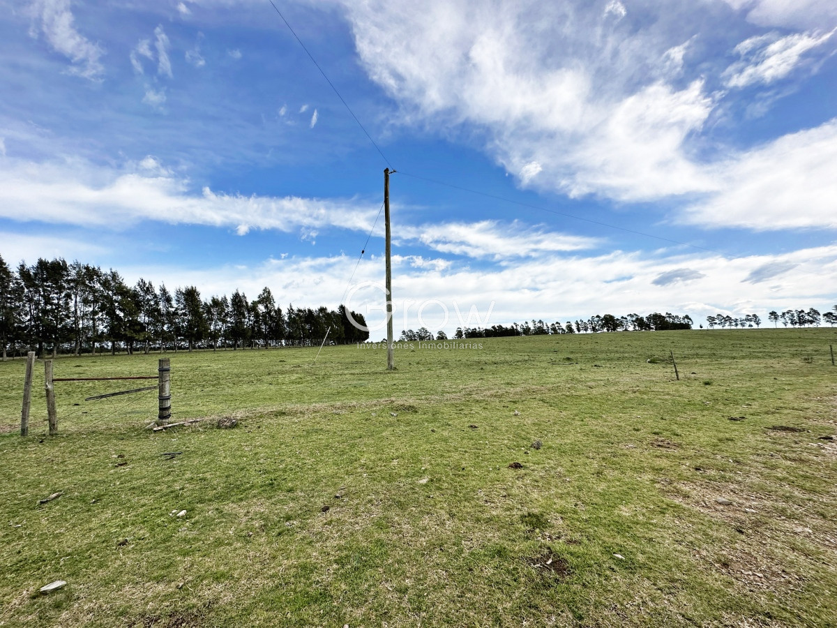 Campo Ref.567 - Olivar sobre la Ruta 8 de Minas