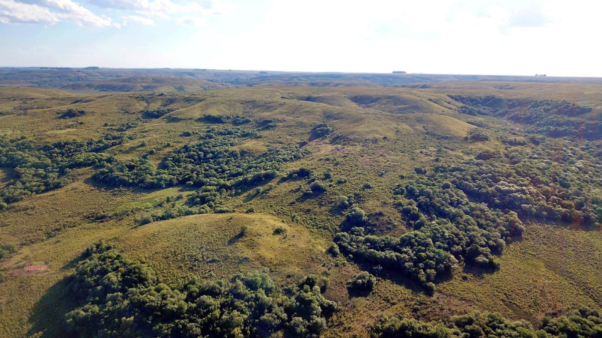 Gran campo ganadero en Tacuarembó!