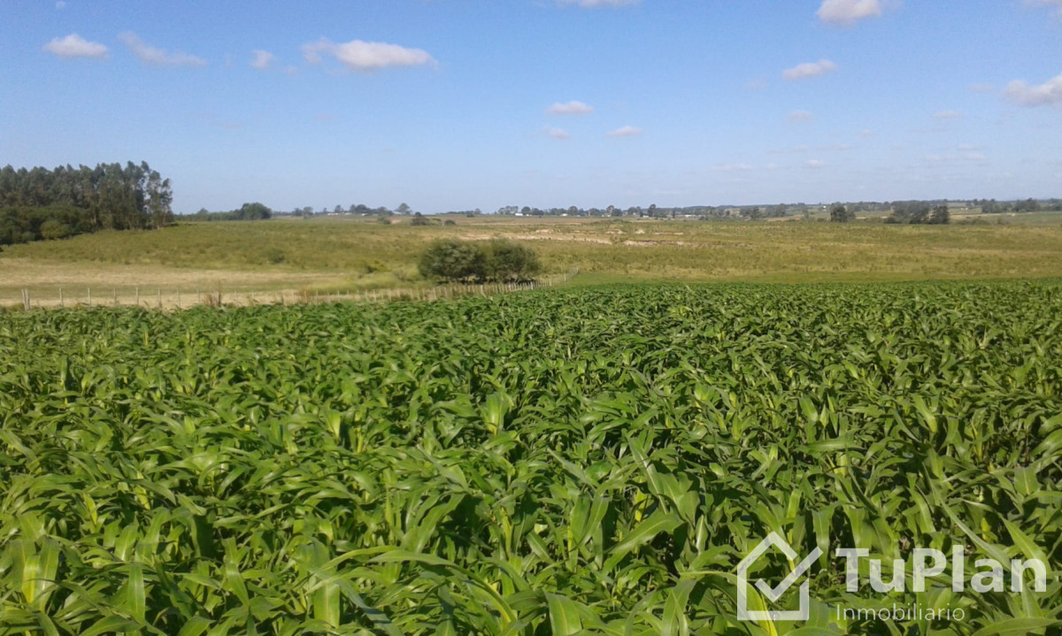 Chacra ID.1969 - Ref. 5018 Chacra Invernada Don Fredolino