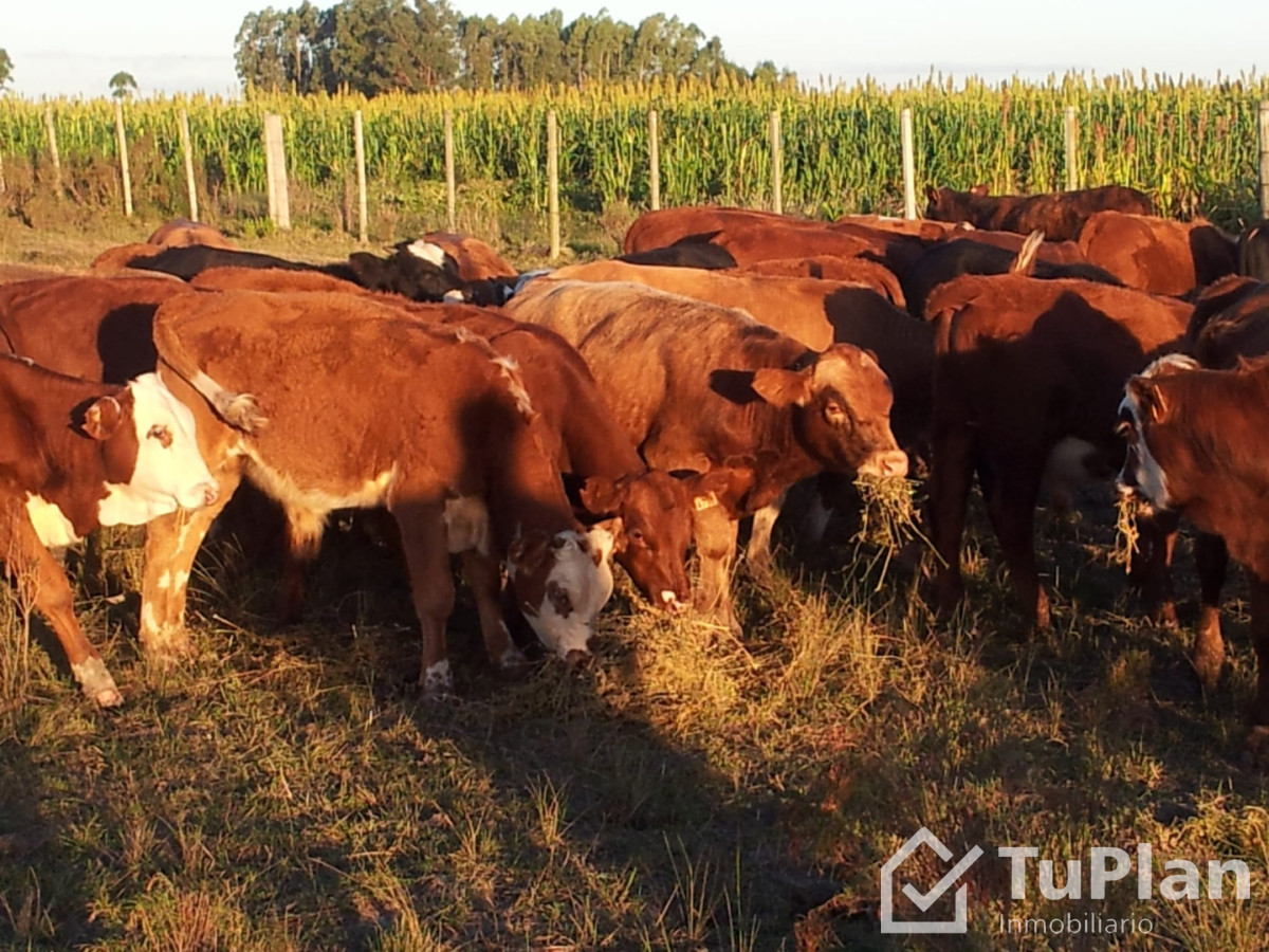 Chacra ID.1969 - Ref. 5018 Chacra Invernada Don Fredolino