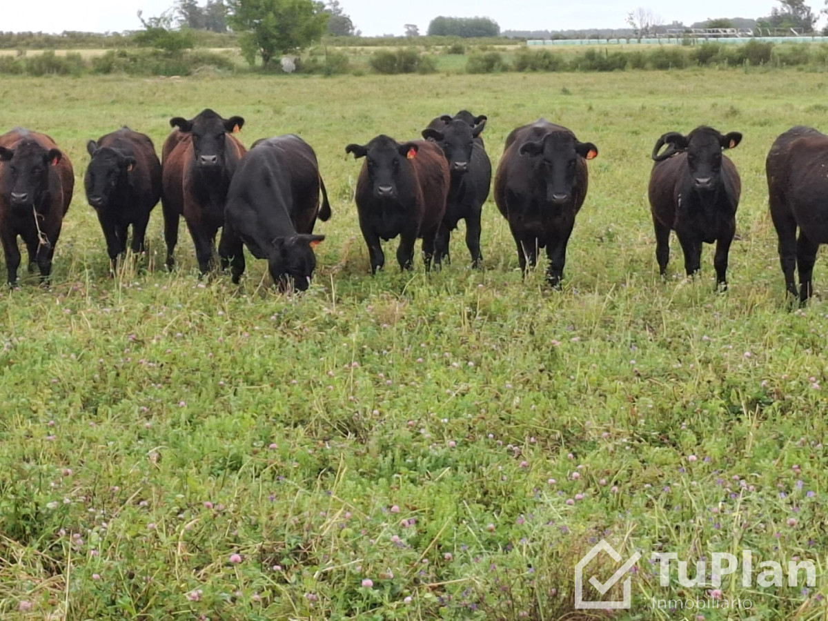 Chacra ID.1969 - Ref. 5018 Chacra Invernada Don Fredolino