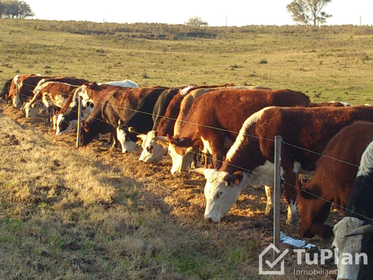 Chacra ID.1969 - Ref. 5018 Chacra Invernada Don Fredolino