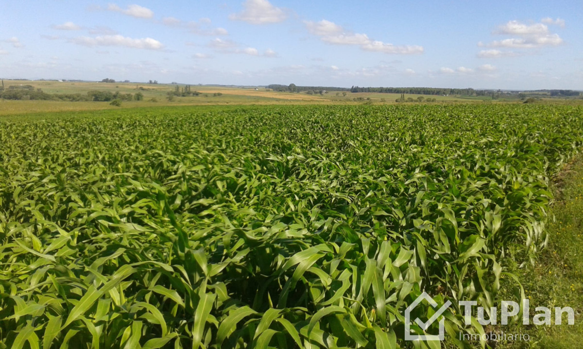 Chacra ID.1969 - Ref. 5018 Chacra Invernada Don Fredolino