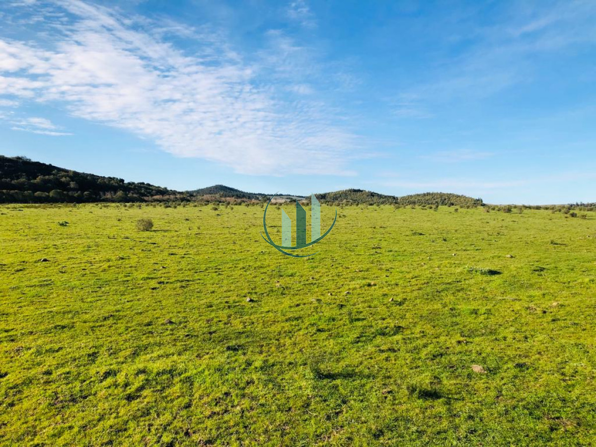 Campo Ref.295 - Excepcional campo
