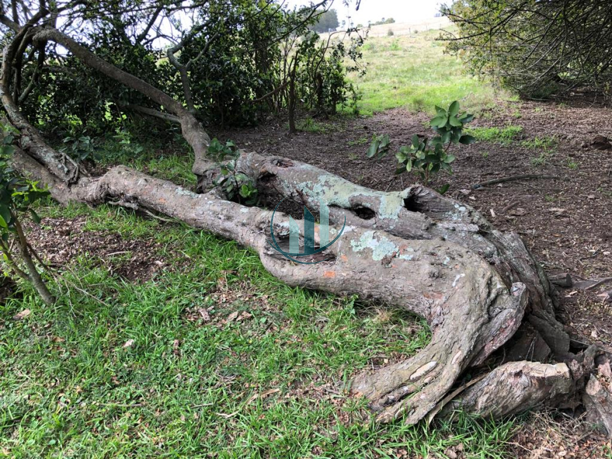 Campo Ref.555 - En Venta Campo de 23hectareas