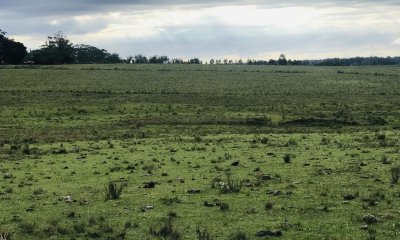 Excelente Campo de 43 hectáreas sobre Ruta 104