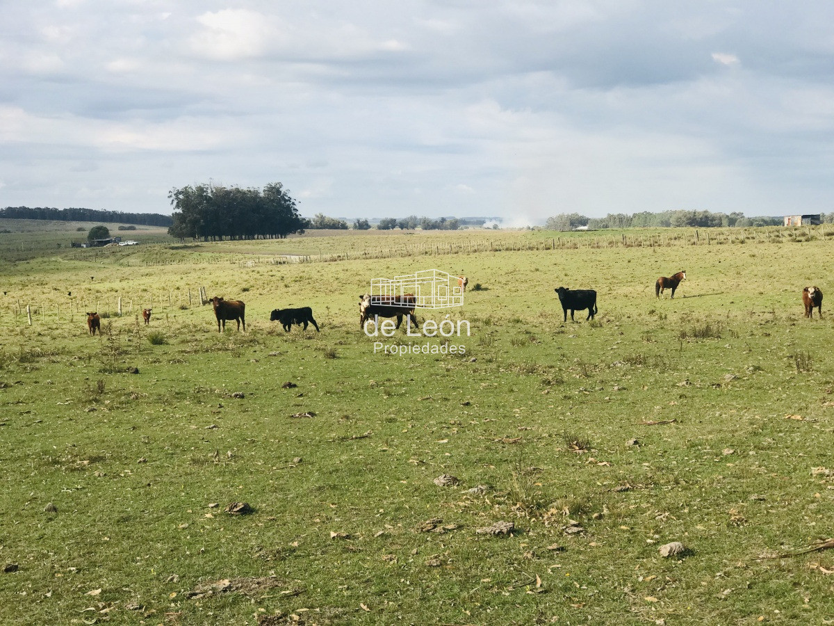 Campo en venta sobre Ruta 104 La Barra - GoPunta - Portal Inmobiliario de Punta del Este - Maldonado