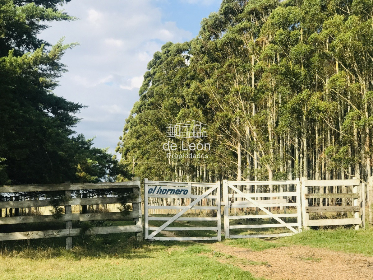 Campo en venta sobre Ruta 104 La Barra - GoPunta - Portal Inmobiliario de Punta del Este - Maldonado