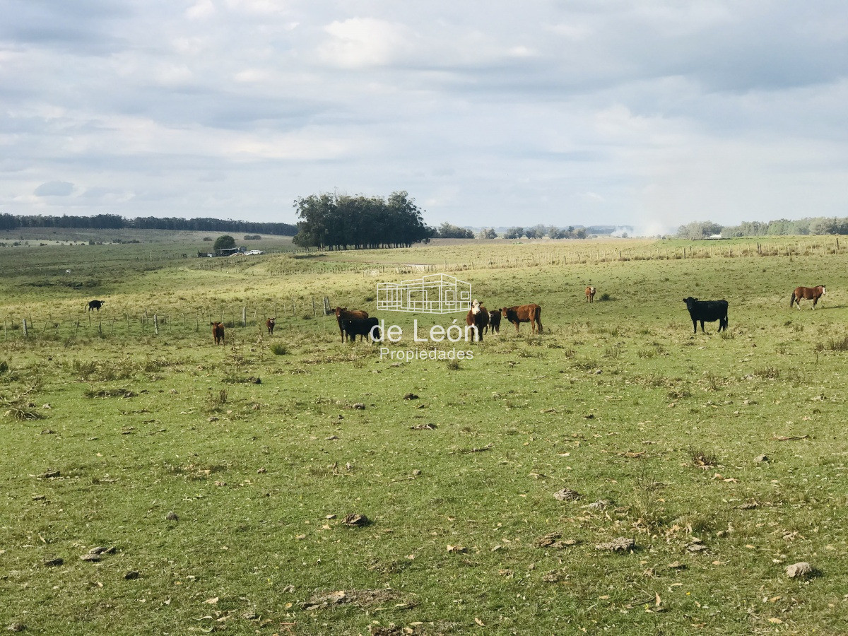 Campo en venta sobre Ruta 104 La Barra - GoPunta - Portal Inmobiliario de Punta del Este - Maldonado