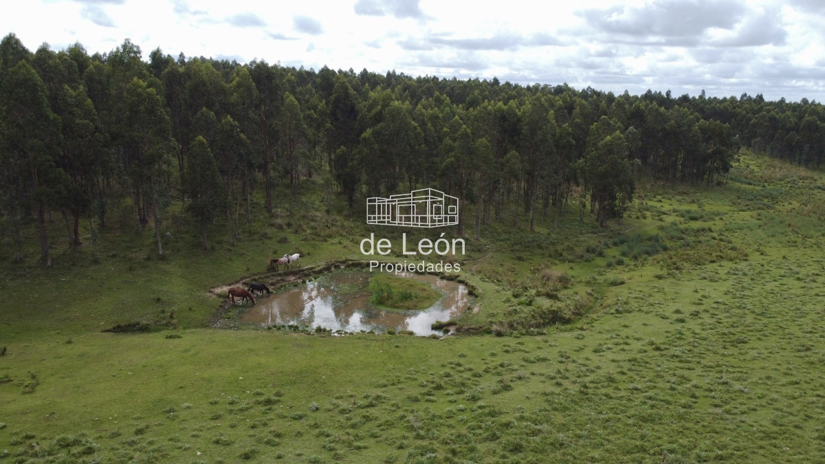 Campo Ref.15030 - Campo de 123 has en Garzon por camino Sainz Martinez