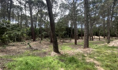 TERRENO EN BOSQUE DE SOLANAS