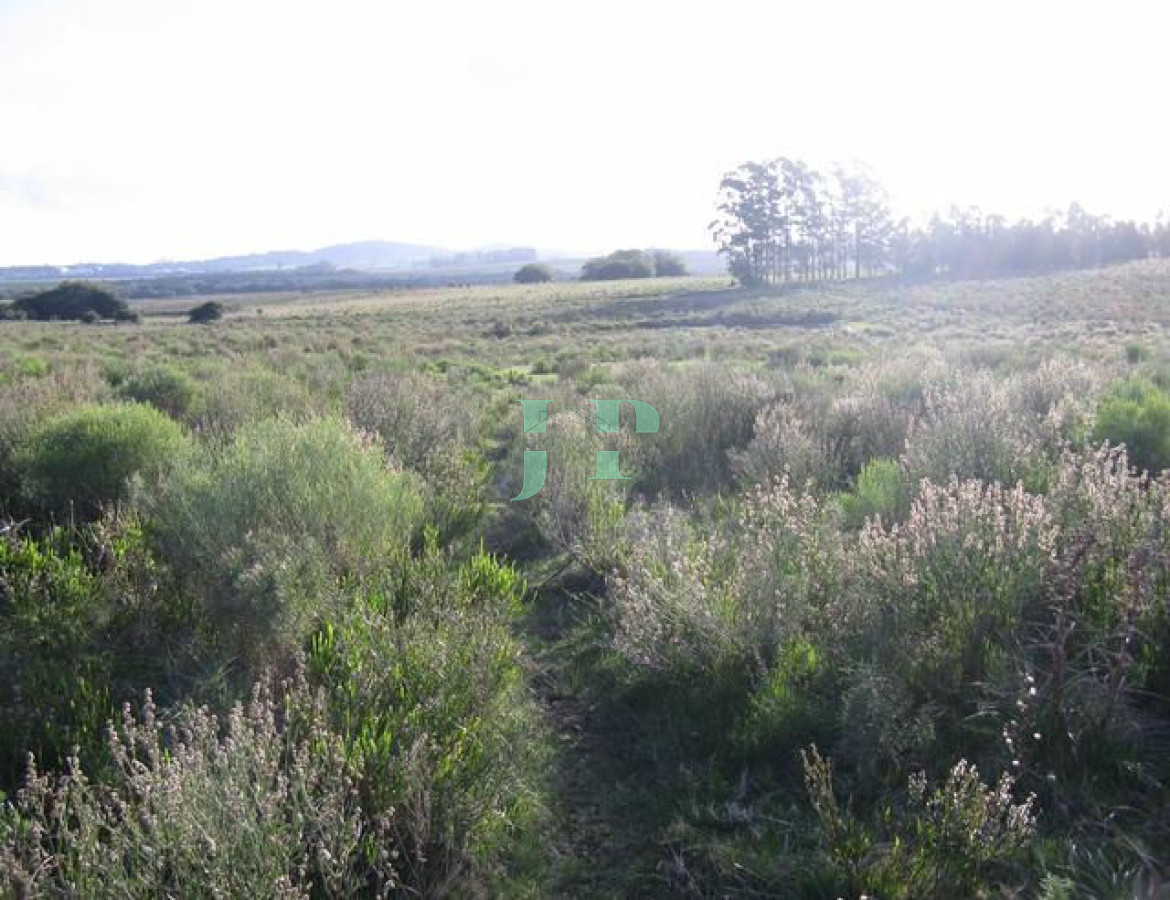 Chacra ID.557 - 