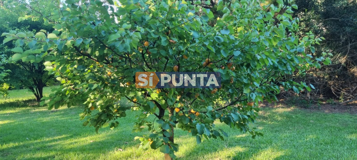 Chacra ID.12111 - Chacra soñada en José Ignacio 