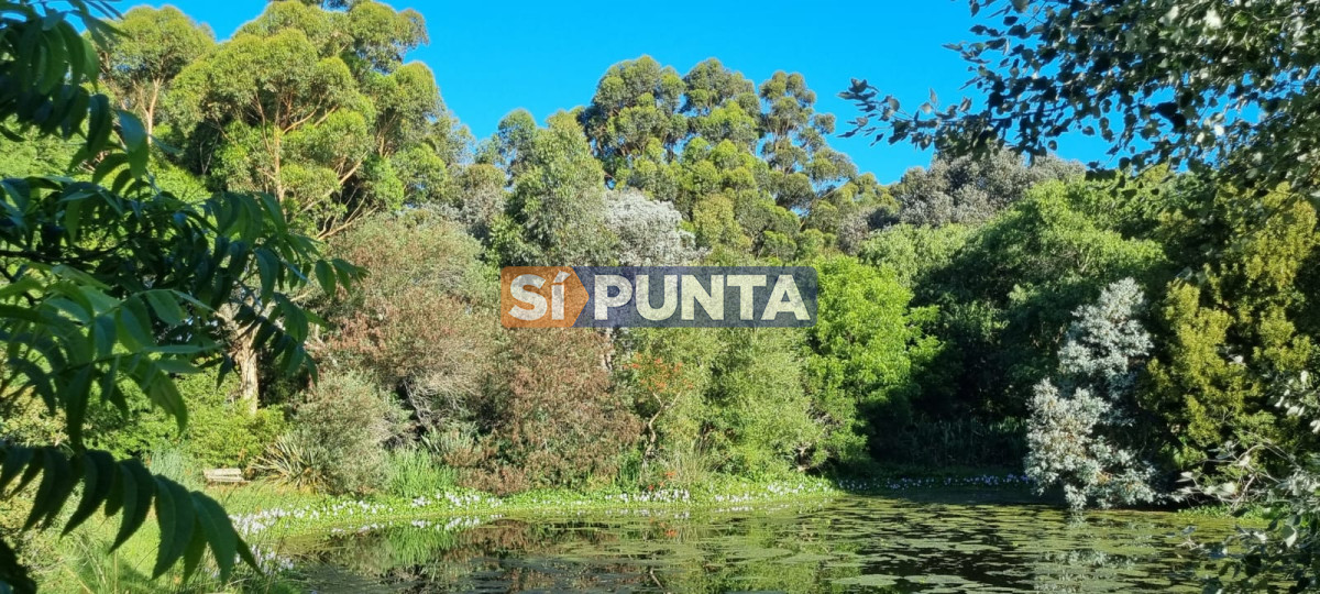 Chacra ID.12111 - Chacra soñada en José Ignacio 
