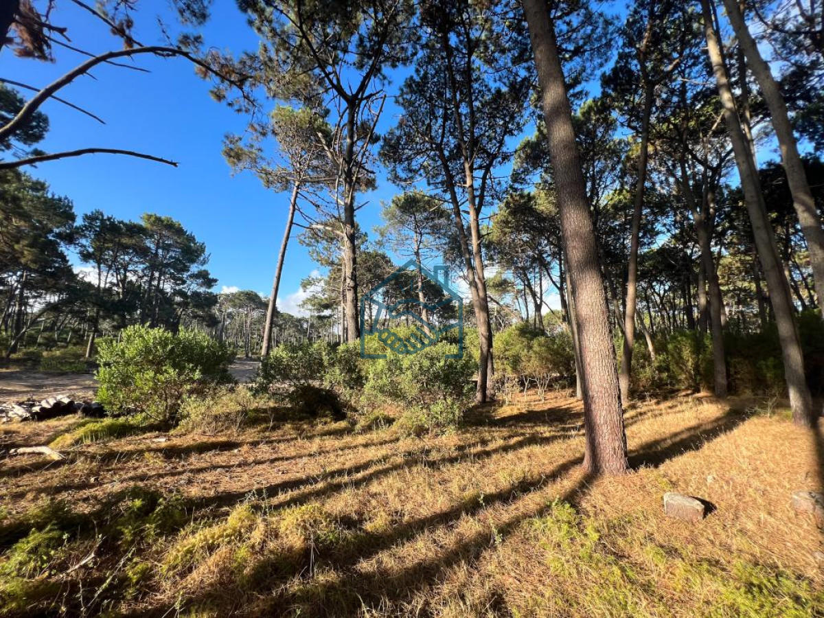 Terreno ID.572/Terreno-de-1000m2-en-Reserva-Montoya - Terreno de 1000m2 en Reserva Montoya