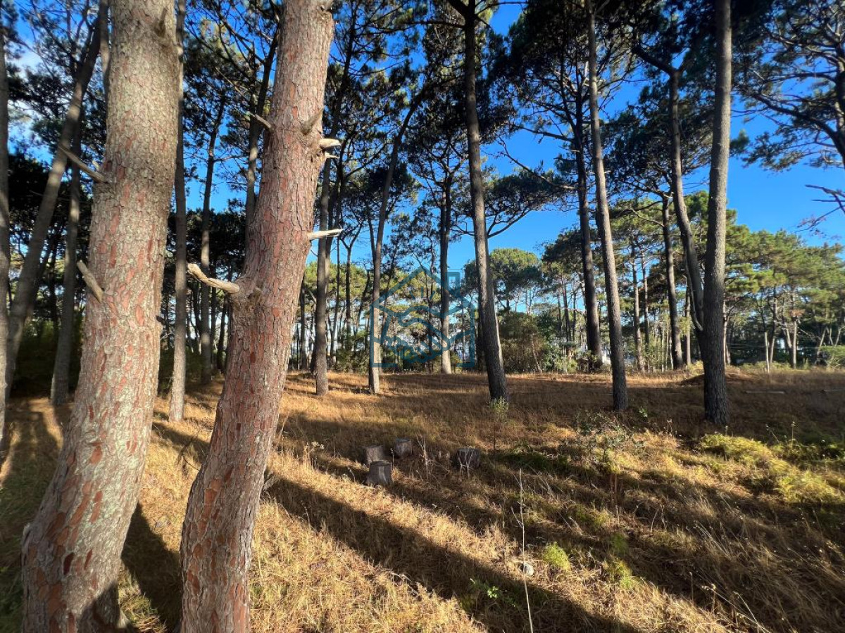 Terreno ID.572/Terreno-de-1000m2-en-Reserva-Montoya - Terreno de 1000m2 en Reserva Montoya