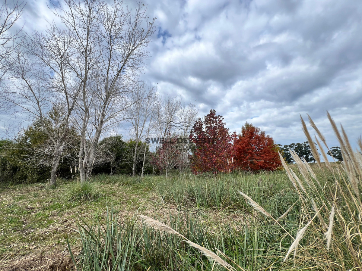 Chacra ID.86 - CHACRA EN EL QUIJOTE