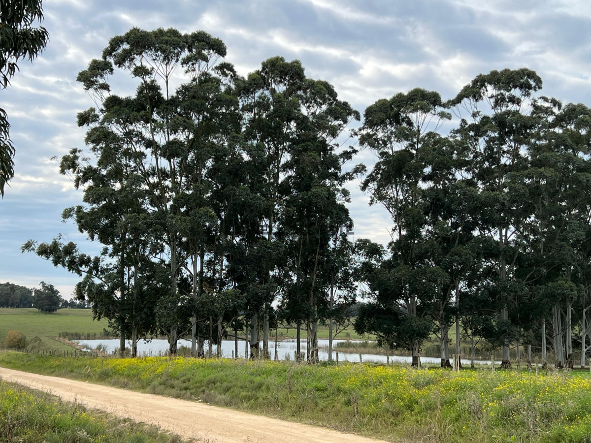 Chacra ID.86 - CHACRA EN EL QUIJOTE