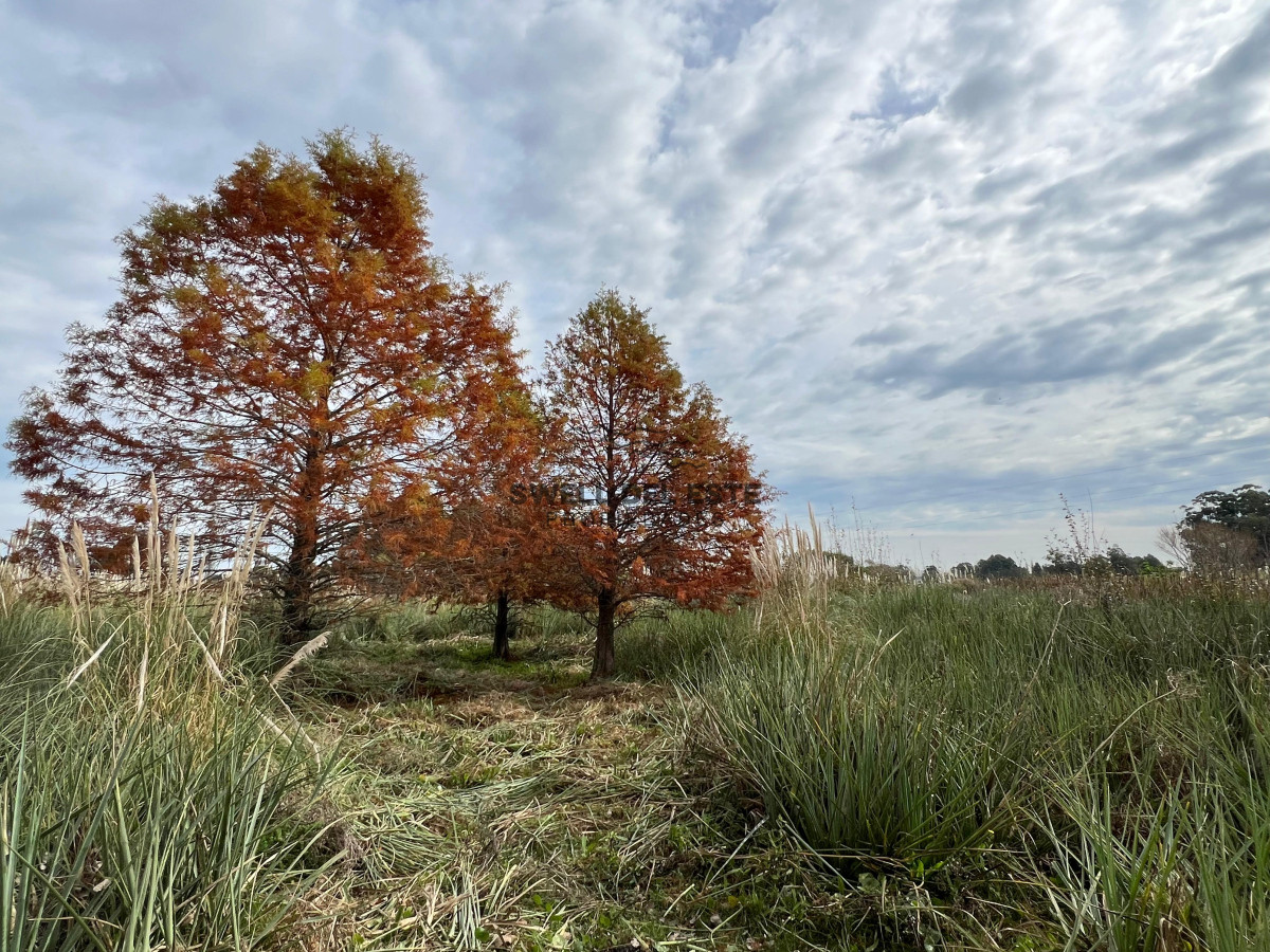Chacra ID.86 - CHACRA EN EL QUIJOTE