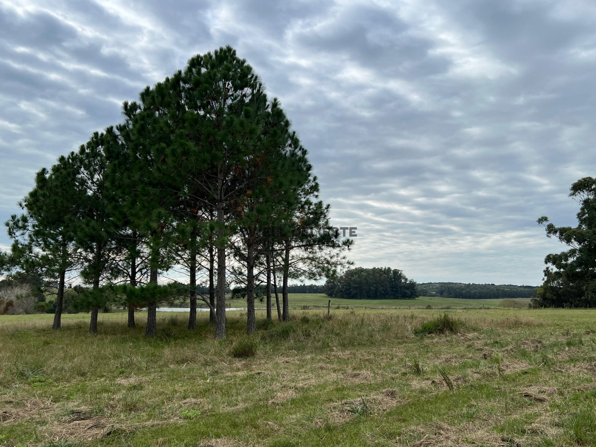 Chacra ID.86 - CHACRA EN EL QUIJOTE