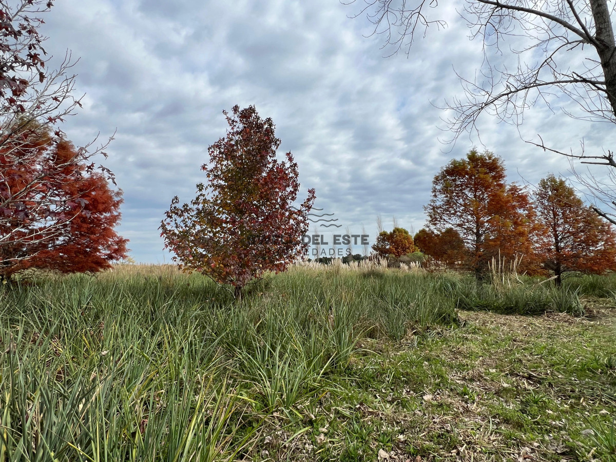 Chacra ID.86 - CHACRA EN EL QUIJOTE