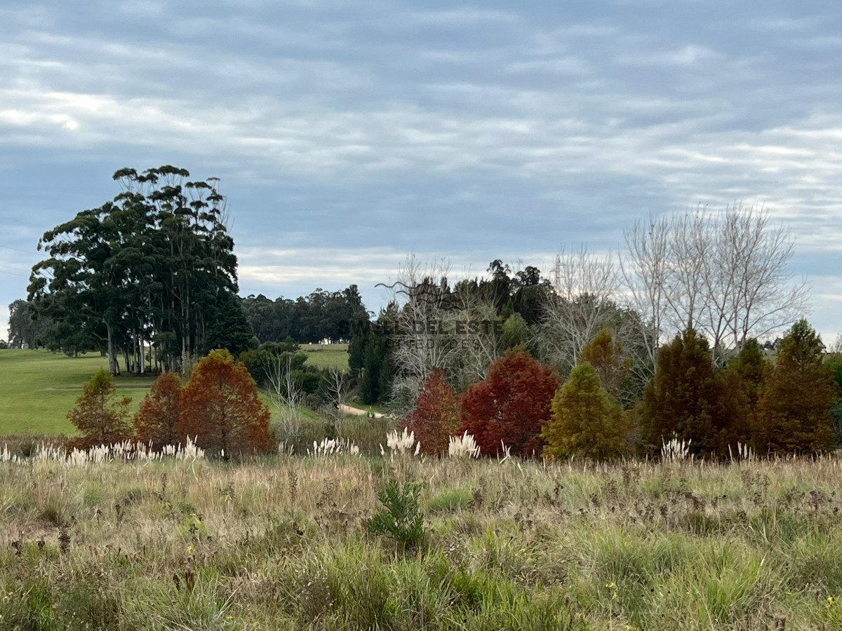 Chacra ID.86 - CHACRA EN EL QUIJOTE