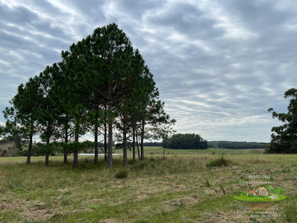 Chacra ID.983 - CHACRA EN EL QUIJOTE